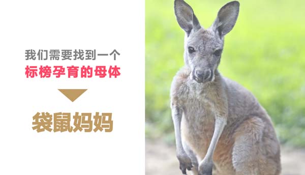 歐賽斯超級品牌引擎® 新冠軍商業(yè)實戰(zhàn)案例：孕味食足